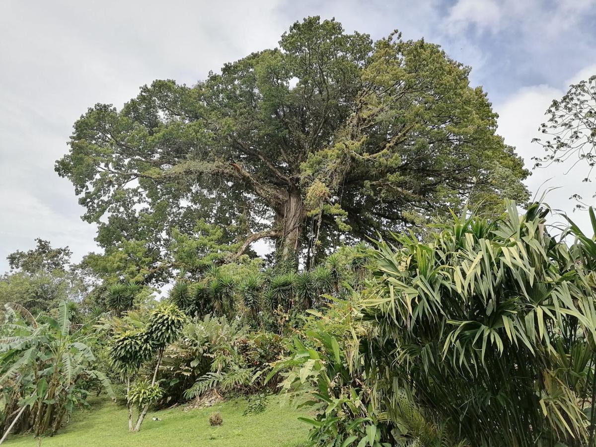 La Ceiba Tree Lodge Tilaran Exterior photo