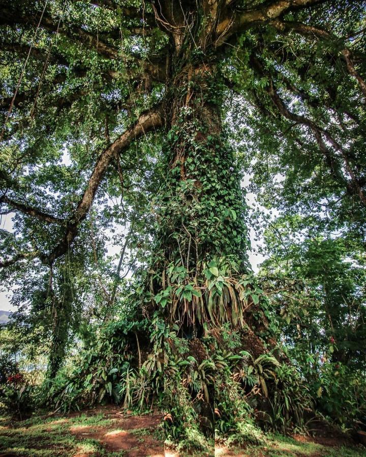 La Ceiba Tree Lodge Tilaran Exterior photo